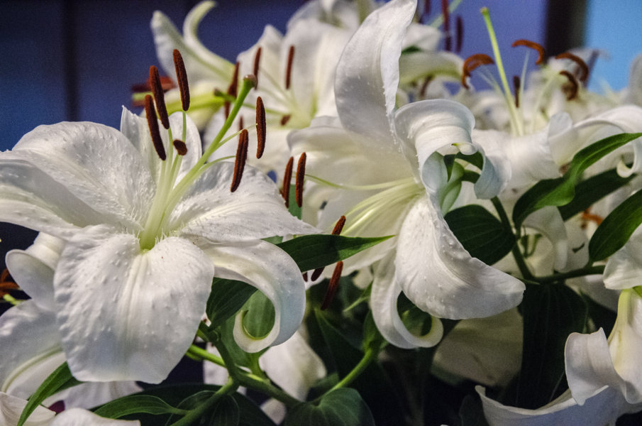 Flores blancas - Koyasan - Japón 1